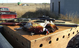 Pheasants In The Truck